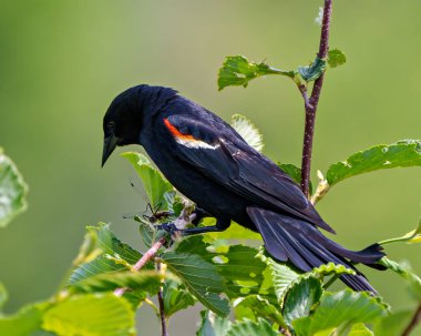Kırmızı kanatlı karatavuk erkek bir sol dala tünemiş ve yeşil arka planı ve çevresi ile bir yusufçuk tutuyordu..