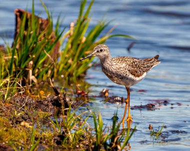 Bataklık çevresi ve habitatında mavi bir su arka planına sahip suda duran Çulluk yakın çekim görüntüsü. Sandpiper ResmiName. 