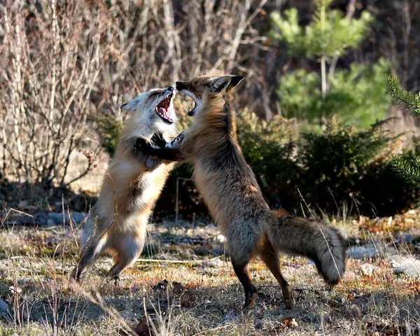 stock image Foxes trotting, playing, fighting, interacting with a behavior of conflict in their environment and habitat with a blur forest background in the spring season. Fox Image. Picture. Portrait. 