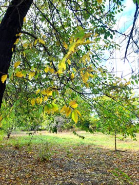 Sarı sonbahar ağacı. Güzel doğa, manzara, fotoğraf rengi