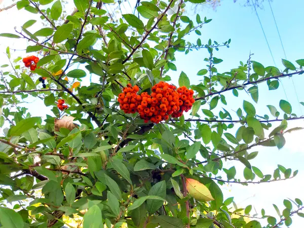 Rowan sonbahar dalında. Güzel sonbahar doğa fotoğrafı. 