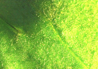 Maydanoz yeşili yaprağı detaylıca. Mikroskop altında görüntü, makro fotoğrafçılık. Bilim, eğitim ve eğitim. Çoklu yakınlaştırma, yakın çekim. Yeni bilimsel fotoğrafçılık