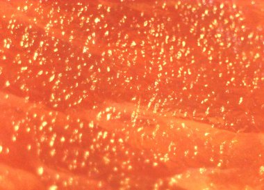 Ayrıntılı olarak domuz eti. Mikroskop altında görüntü, mikro fotoğrafçılık. Bilim, eğitim ve eğitim. Çoklu yakınlaştırma, yakın çekim. Yeni bilimsel fotoğrafçılık