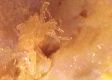 Pişmiş et detaylıca. Mikroskop altında görüntü, mikro fotoğrafçılık. Bilim, eğitim ve eğitim. Çoklu yakınlaştırma, yakın çekim. Yeni bilimsel fotoğrafçılık