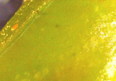 Deniz yosunu, detaylıca yosun. Mikroskop altında görüntü, mikro fotoğrafçılık. Bilim, eğitim ve eğitim. Çoklu yakınlaştırma, yakın çekim. Yeni bilimsel fotoğrafçılık