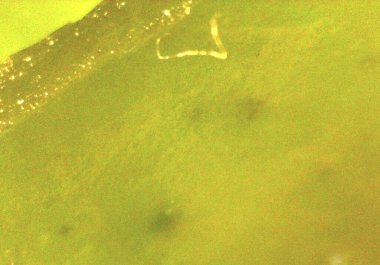 Deniz yosunu, detaylıca yosun. Mikroskop altında görüntü, mikro fotoğrafçılık. Bilim, eğitim ve eğitim. Çoklu yakınlaştırma, yakın çekim. Yeni bilimsel fotoğrafçılık