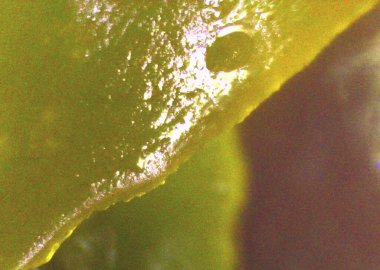 Deniz yosunu, detaylıca yosun. Vejetaryen yemeği. Mikroskop altında görüntü, mikro fotoğrafçılık. Bilim, eğitim ve eğitim. Çoklu yakınlaştırma, yakın çekim. Yeni bilimsel fotoğrafçılık