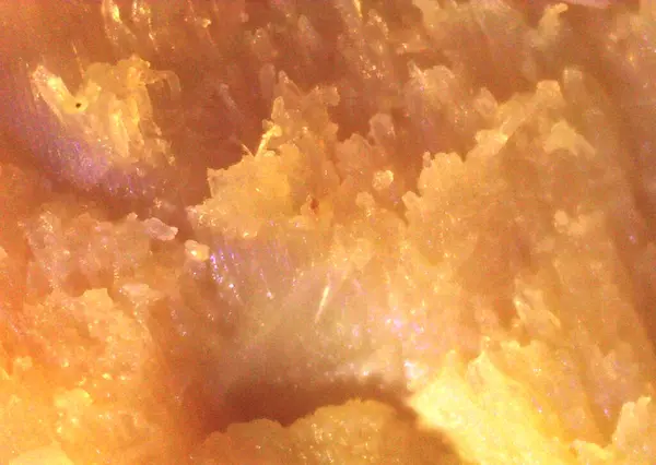 Pişmiş et, detaylı yiyecekler. Mikroskop altında görüntü, mikro fotoğrafçılık. Bilim, eğitim ve eğitim. Çoklu yakınlaştırma, yakın çekim. Yeni bilimsel fotoğrafçılık