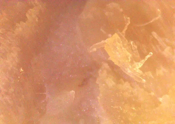 Pişmiş et, detaylı yiyecekler. Mikroskop altında görüntü, mikro fotoğrafçılık. Bilim, eğitim ve eğitim. Çoklu yakınlaştırma, yakın çekim. Yeni bilimsel fotoğrafçılık