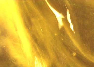 Limon detay, yemek. Mikroskop altında görüntü, mikro fotoğrafçılık. Bilim, eğitim ve eğitim. Çoklu yakınlaştırma, yakın çekim. Yeni bilimsel fotoğrafçılık