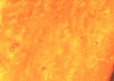 Havuç, bitkinin detaylarını anlat. Mikroskop altında görüntü, mikro fotoğrafçılık. Bilim, eğitim ve eğitim. Çoklu yakınlaştırma, yakın çekim. Yeni bilimsel fotoğrafçılık