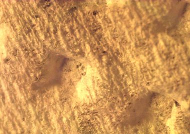 Kağıt peçete ayrıntılarıyla. Mikroskop altında görüntü, mikro fotoğrafçılık. Bilim, eğitim ve eğitim. Çoklu yakınlaştırma, yakın çekim. Yeni bilimsel fotoğrafçılık