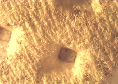 Kağıt peçete büyütülmüş. Mikroskop altında görüntü, mikro fotoğrafçılık. Bilim, eğitim ve eğitim. Çoklu yakınlaştırma, yakın çekim. Yeni bilimsel fotoğrafçılık