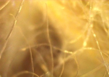 Kürk, doğal saç. Mikroskop altında görüntü, mikro fotoğrafçılık. Bilim, eğitim ve eğitim. Çoklu yakınlaştırma, yakın çekim. Yeni bilimsel fotoğrafçılık