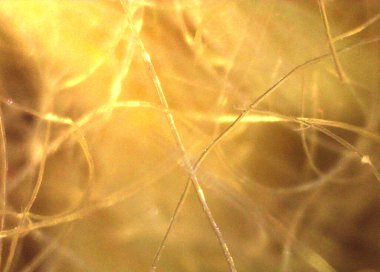 Kürk, doğal saç. Mikroskop altında görüntü, mikro fotoğrafçılık. Bilim, eğitim ve eğitim. Çoklu yakınlaştırma, yakın çekim. Yeni bilimsel fotoğrafçılık