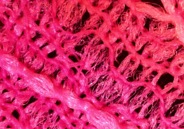 Garip iç içe geçmeler, parlak ağlar. Kumaş parçası, detaylı tekstil. Mikroskop altında görüntü, mikro fotoğrafçılık. Bilim, eğitim ve eğitim. Çoklu yakınlaştırma, yakın çekim. Yeni bilimsel fotoğrafçılık