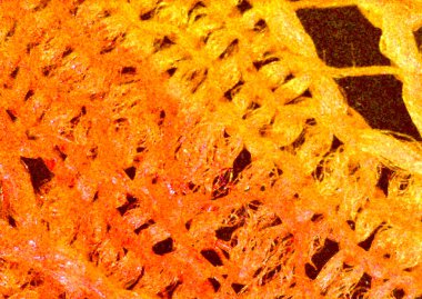 Garip iç içe geçmeler, parlak ağlar. Kumaş parçası, detaylı tekstil. Mikroskop altında görüntü, mikro fotoğrafçılık. Bilim, eğitim ve eğitim. Çoklu yakınlaştırma, yakın çekim. Yeni bilimsel fotoğrafçılık