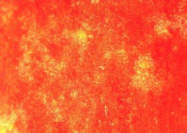 Elma, meyve, yemek. Mikroskop altında görüntü, mikro fotoğrafçılık. Bilim, eğitim ve eğitim. Çoklu yakınlaştırma, yakın çekim. Yeni bilimsel fotoğrafçılık