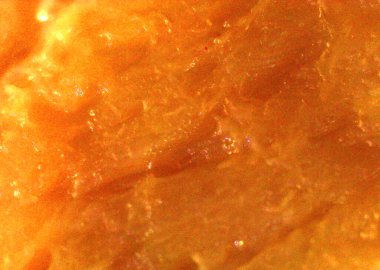 Pişmiş et. Mikroskop altında görüntü, mikro fotoğrafçılık. Bilim, eğitim ve eğitim. Yeni bilimsel fotoğrafçılık