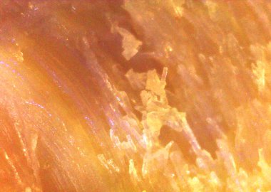 Pişmiş et detaylıca. Mikroskop altında görüntü, mikro fotoğrafçılık. Bilim, eğitim ve eğitim. Yeni bilimsel fotoğrafçılık