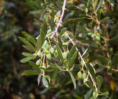 Yunanistan 'da yeşil zeytin dalı