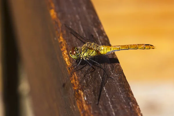 ルディ ダルター Presetrum Sanguineum リベルリダイ科のトンボの一種である 木板の上に坐る虫 — ストック写真