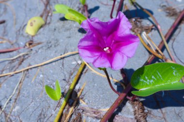 Asma yaprağı mor sabah zafer çiçek kadar kapatın