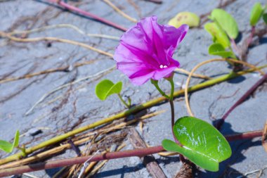 Asma yaprağı mor sabah zafer çiçek kadar kapatın