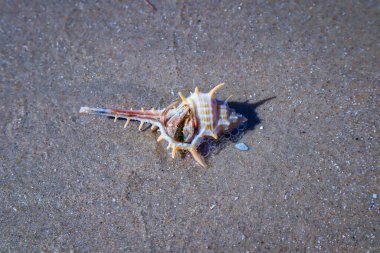 Kumdaki deniz kabukları. Yaz sahili geçmişi. Üst görünüm