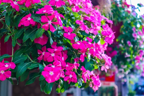 분홍빛 꽃이나 정원에 임팔라 리아나 — 스톡 사진
