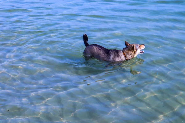 Собака Плаває Морі Концепція Про Тварин Природу — стокове фото