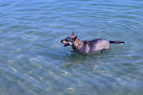 Denizde Yüzme Köpek Hayvanlar Doğa Ile Ilgili Kavram — Stok fotoğraf