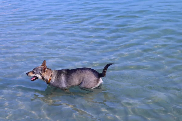 Собака Плаває Морі Концепція Про Тварин Природу — стокове фото