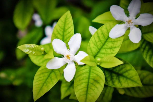 Gardenia flower (Gardenia jasminoides) with the tree and green leaves pattern background texture