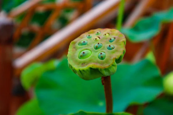 lotus seed pods in the garden with green leave background