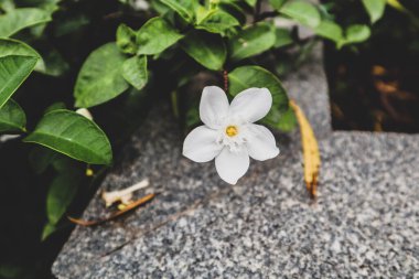 Ağaç ve yeşil yapraklı arkaplan desenli Gardenya çiçeği (Gardenia jasminoides)