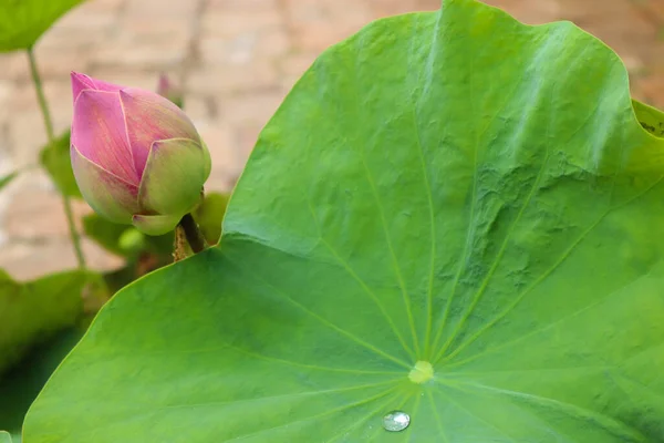 Blühende Lotusblume Über Grünem Hintergrund — Stockfoto