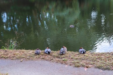 Ducks occupy an important position next to chicken farming clipart