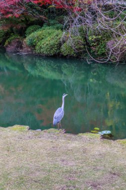 Umi Jigoku 'daki bahçe ya da içinde sıcak su bulunan bir gölet..