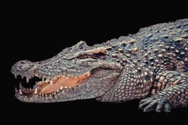 Timsah siyah arkaplanda izole edildi