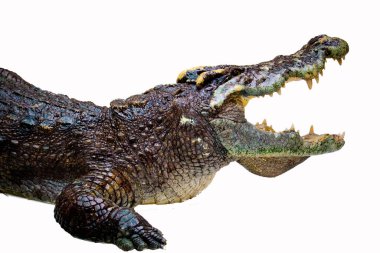 beyaz arkaplanda izole timsah