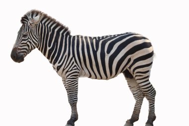 beyaz arkaplanda izole edilmiş zebra