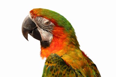 Beyaz arkaplanda Macaw Papağanı izole