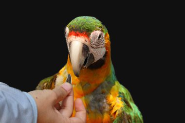 macaw parrot isolated  on black background clipart