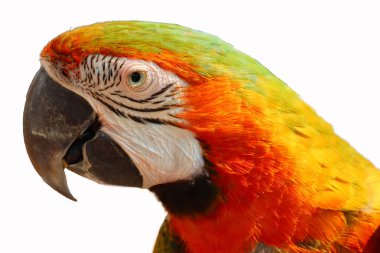 Beyaz arkaplanda Macaw Papağanı izole