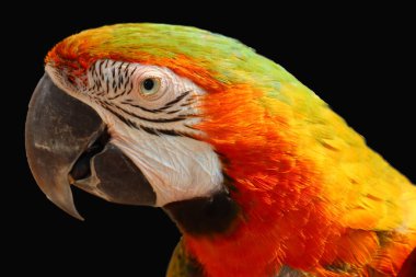 macaw parrot isolated  on black background clipart