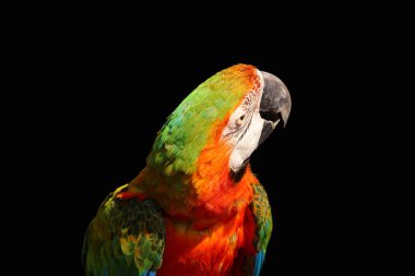 macaw parrot isolated  on black background clipart