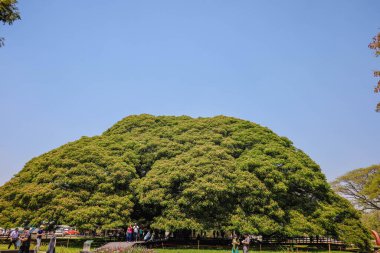 Giant Monky Pod Tree at Kanchanaburi, Thailand clipart