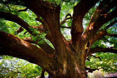 Giant Monky Pod Tree at Kanchanaburi, Thailand clipart