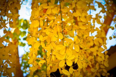 Golden Shower flowers are blooming in full of trees clipart